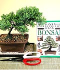 Ankara Etimesgut Çiçekçi firma ürünümüz  Bonsai küçük japon ağacı iç mekan süs bitkisi