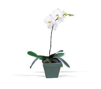Saksıda tek dal orkide saksı çiçeği iç mekan bitkileri süs bitkisi Ankara çiçek satışı site ürünümüz   