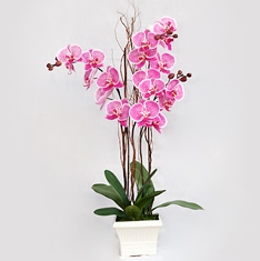 Ankara Bağlum Çiçekçi firma ürünümüz  2 saksı orkide çiçeği canlı çiçekler