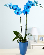 2 dallı mavi orkide saksı çiçeği 