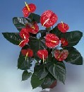 Ankara çiçek gönderme firmamızdan size özel  Anthurium saksı çiçeği iç mekan bitkileri süs bitkisi